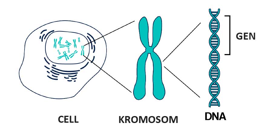 Gen Z teaching online classes to students