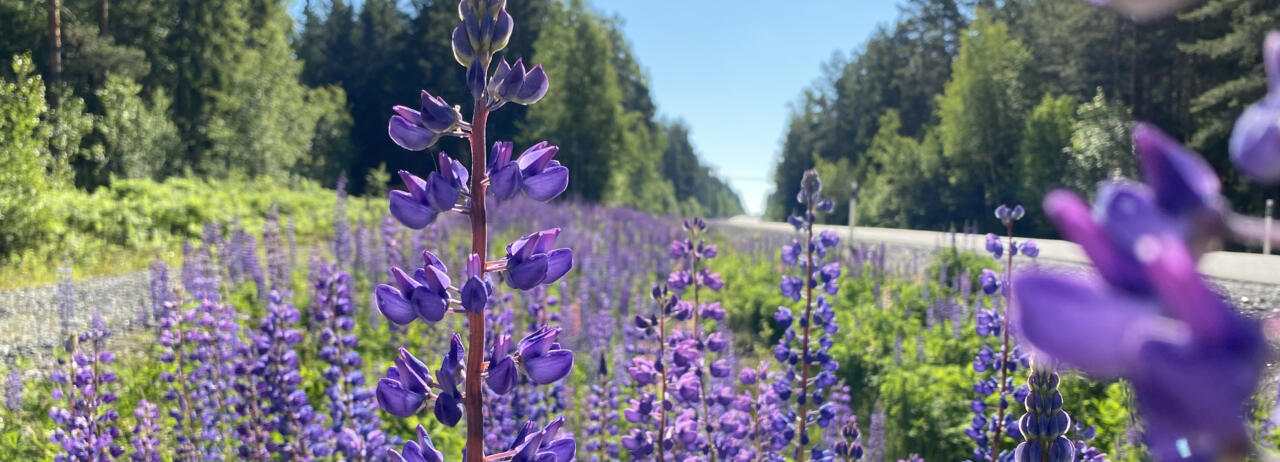 Lila lupin-blommor i vägkant