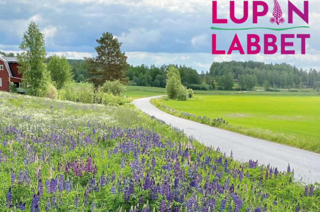 lupinlabbet-3-1200×900