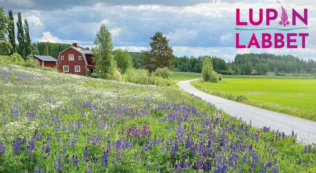 lupinlabbet-3-1024×576