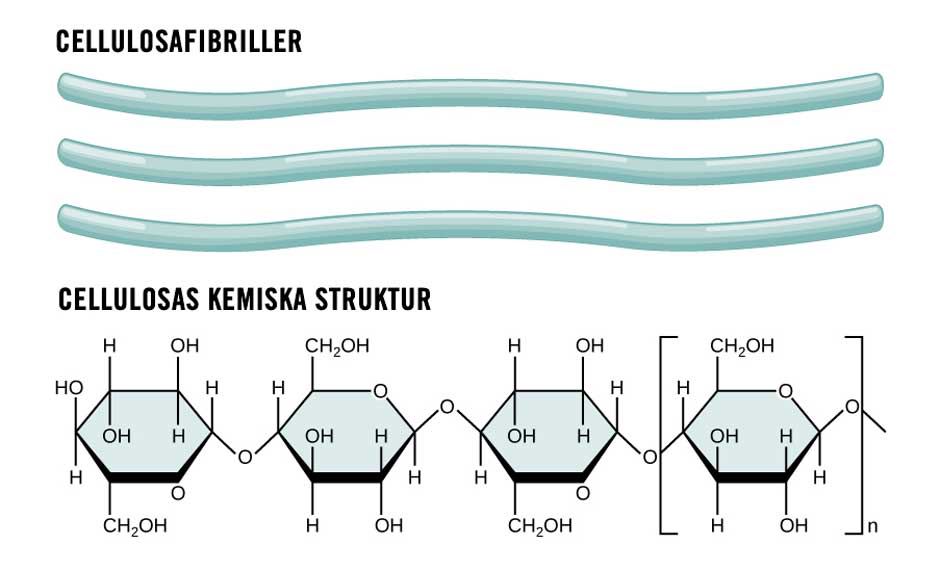 cellulosa