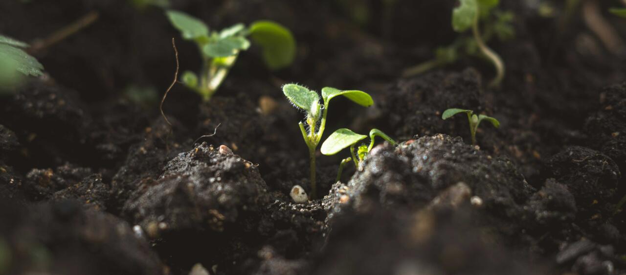loess-jordhalsa-planta-2026