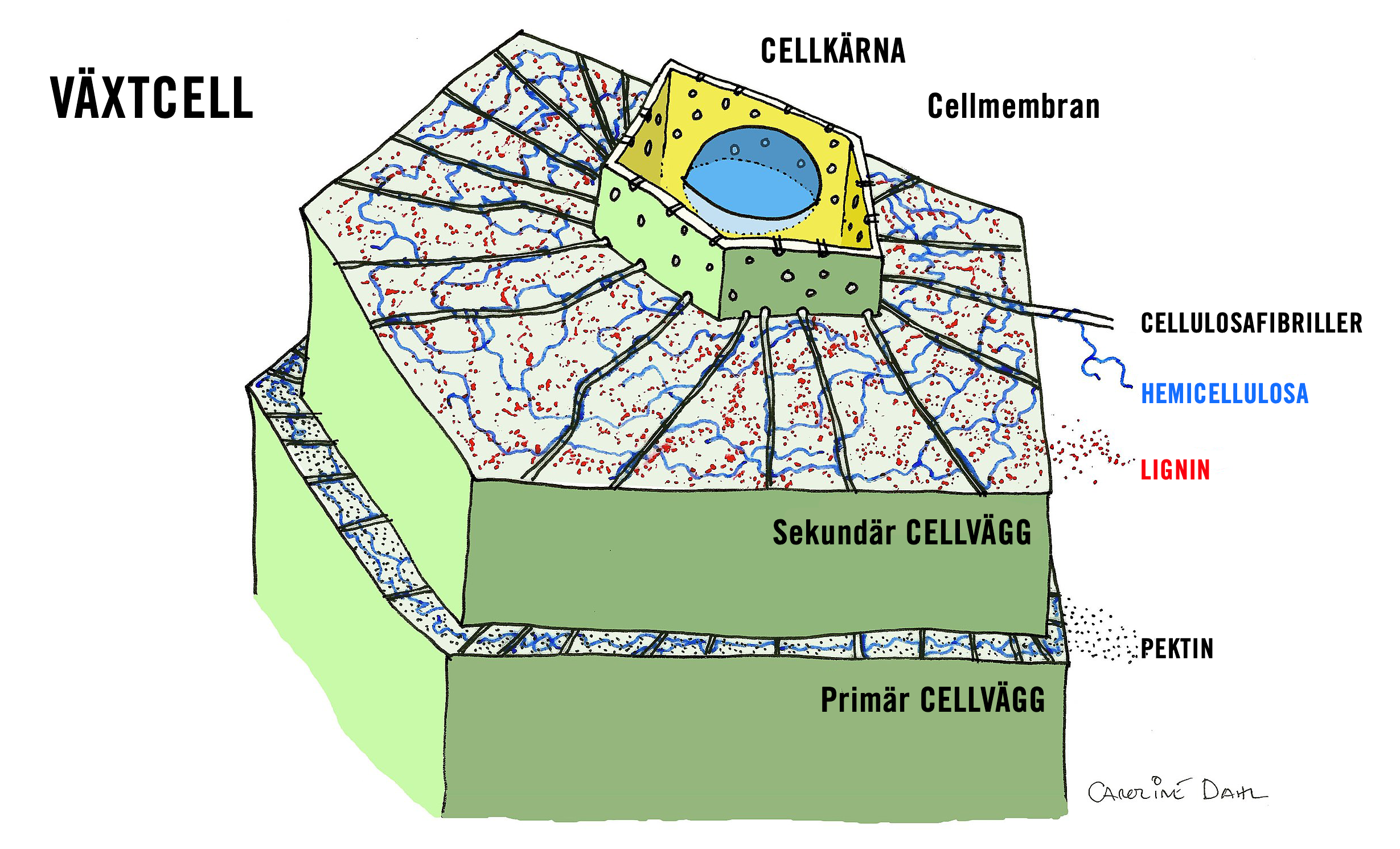 växtcell